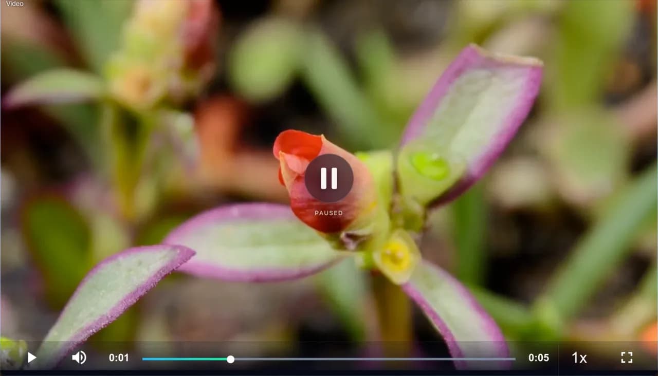 The same video playing in the CastBrowser Web Receiver in a web browser